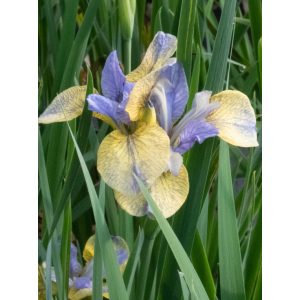 Iris siberica Tipped in Blue - Szibériai írisz