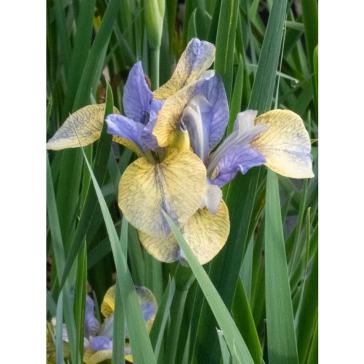 Iris siberica Tipped in Blue - Szibériai írisz