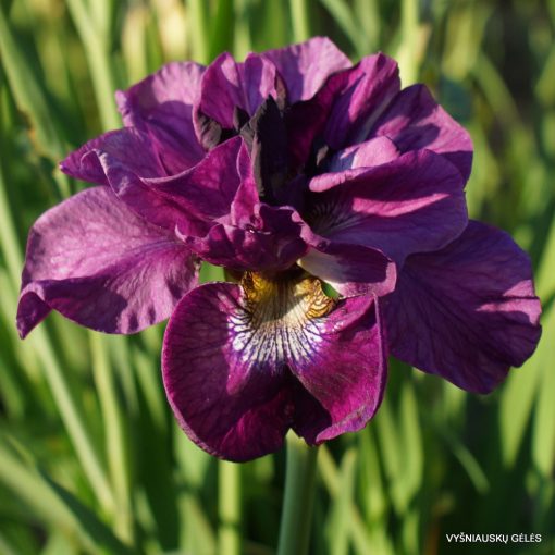 Iris siberica Tumble Bug - Szibériai írisz