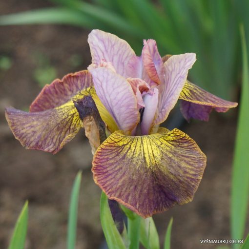 Iris siberica Unbottoned Zippers