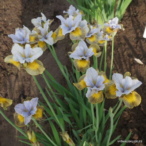 Iris siberica Uncorked - Szibériai írisz