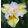 Iris siberica Yellow Tail