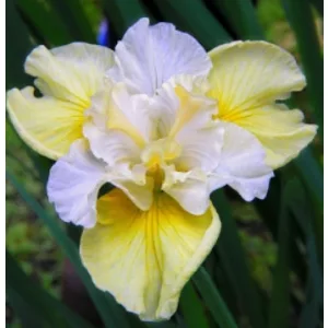 Iris siberica Yellow Tail