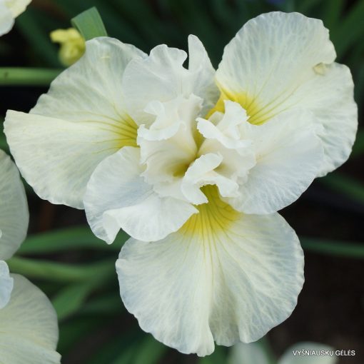 Iris siberica Yellow Tail