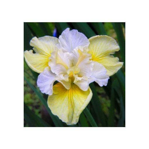 Iris siberica Yellow Tail
