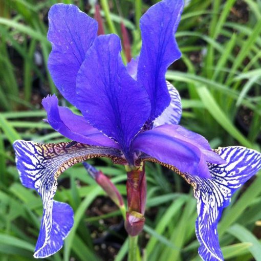 Iris siberica Blue King