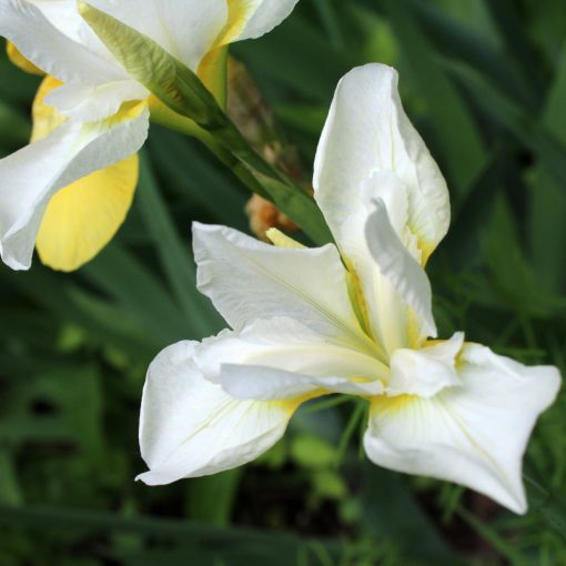Iris siberica Chartreuse Bounty