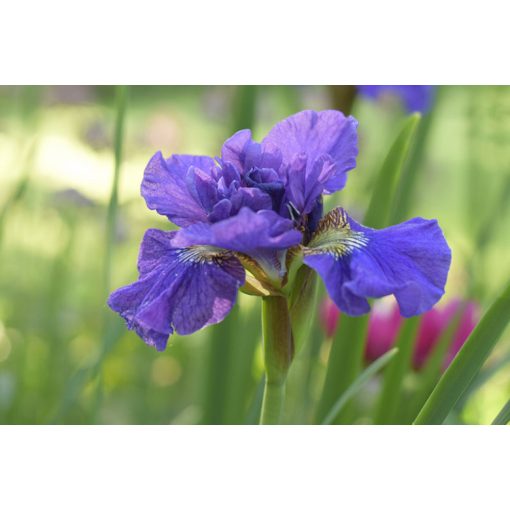 Iris siberica Concord Crush - Szibériai írisz