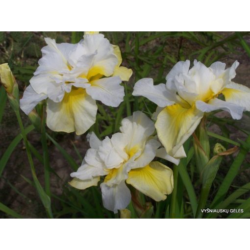 Iris siberica Double Play - Szibériai írisz
