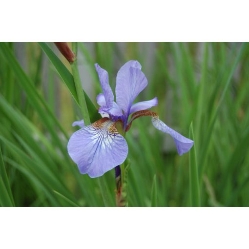 Iris siberica Elfe