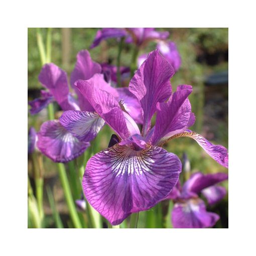 Iris siberica Ewen