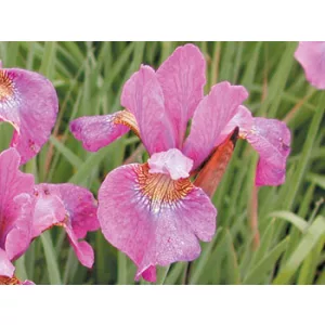 Iris siberica Illine Charm