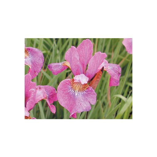 Iris siberica Illine Charm