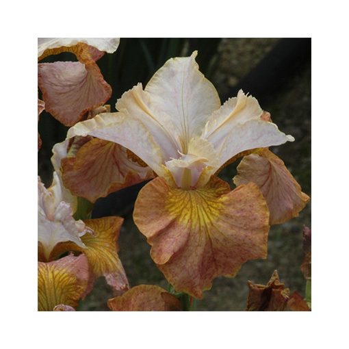 Iris siberica Orange Grooves - Szibériai írisz