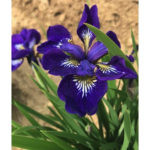 Iris siberica See Stars - Szibériai írisz