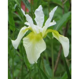 Iris siberica Snow Queen - Szibériai írisz