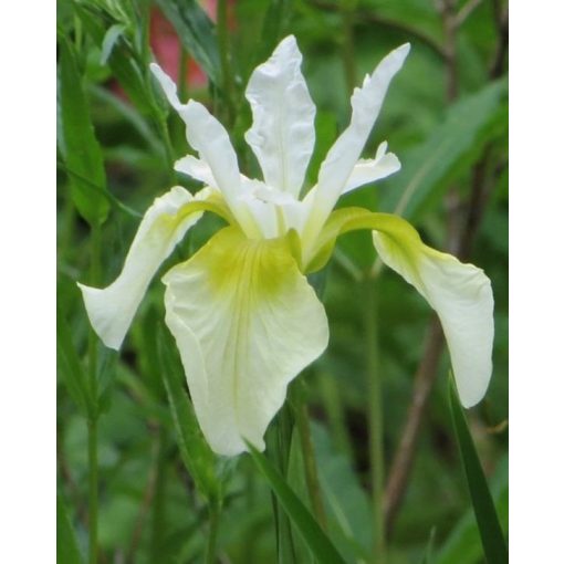 Iris siberica Snow Queen - Szibériai írisz
