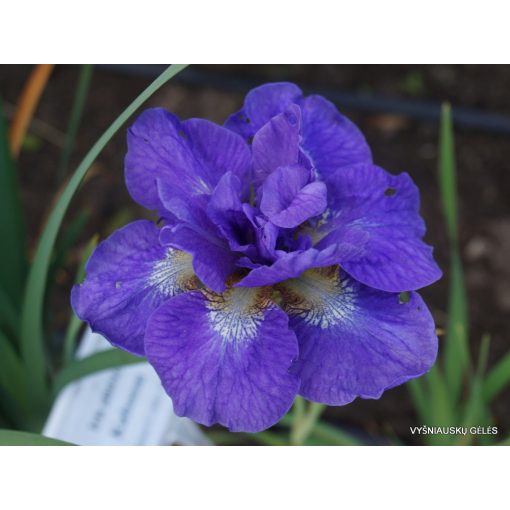 Iris siberica Uzushio - Szibériai írisz
