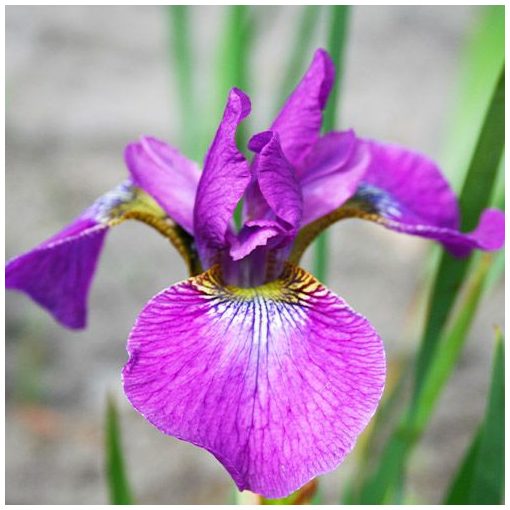Iris siberica Valda - Szibériai írisz