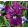 Iris siberica Wine Wings - Szibériai írisz