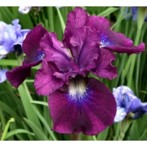Iris siberica Wine Wings - Szibériai írisz