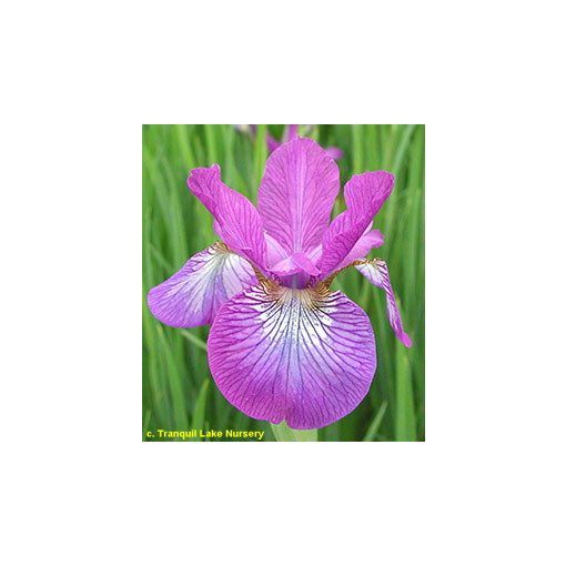 Iris siberica Wine Wings - Szibériai írisz
