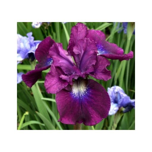 Iris siberica Wine Wings - Szibériai írisz