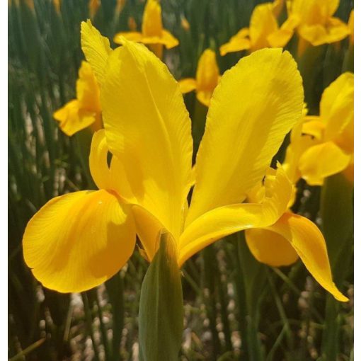 Irisz hollandica Golden Beauty