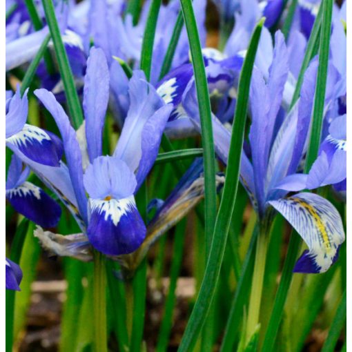 Iris reticulata Clairette - Recéshagymájú írisz