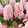 Hyacinthus Apricot Passion - Jácint