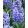 Hyacinthus Blue Star - Jácint