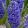 Hyacinthus Crystal Palace - Jácint