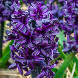 Hyacinthus Dark Dimension - Jácint