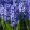 Hyacinthus Delft Blue - Jácint