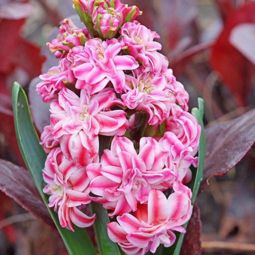 Hyacinthus Eros Double - Jácint