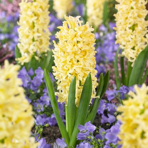 Hyacinthus Gipsy Princess - Jácint