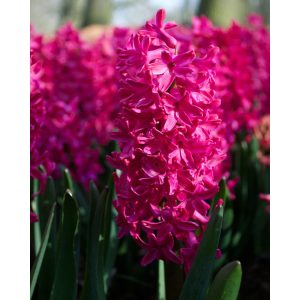 Hyacinthus Jan Bos - Jácint