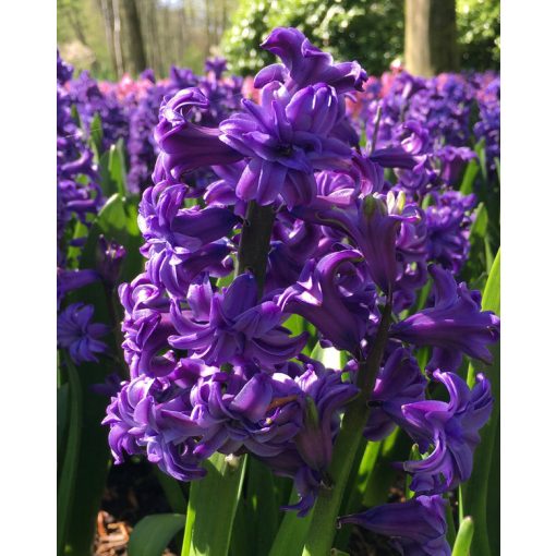 Hyacinthus Lily Purple - Jácint