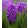 Hyacinthus Miss Saigon - Jácint