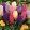 Hyacinthus Mix - Jácint