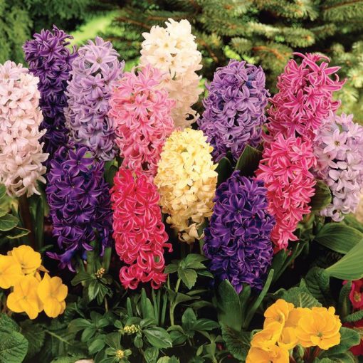 Hyacinthus Mix - Jácint