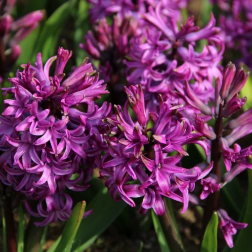 Hyacinthus Purple Sensation - Jácint