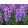 Hyacinthus Purple Star - Jácint