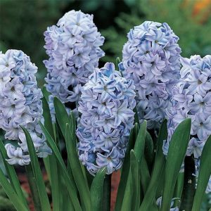Hyacinthus Sky Jacket - Jácint