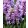 Hyacinthus Splendid Cornelia - Jácint