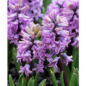 Hyacinthus Splendid Cornelia - Jácint