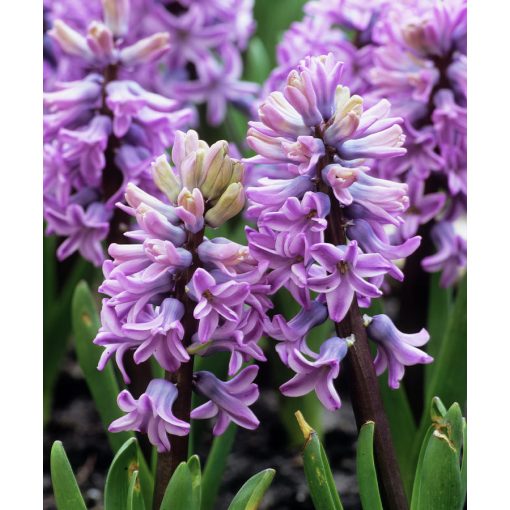 Hyacinthus Splendid Cornelia - Jácint