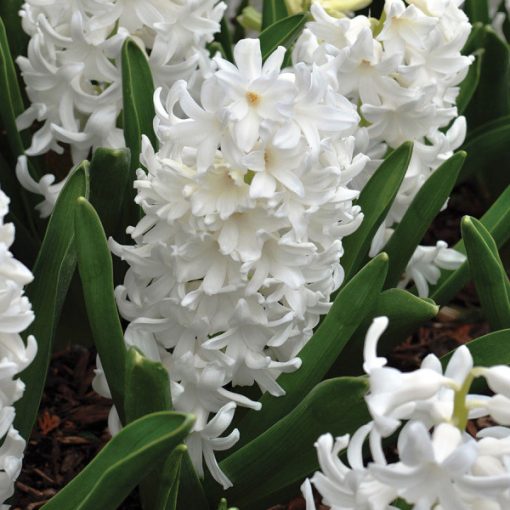Hyacinthus White Pearl - Jácint