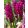 Hyacinthus Woodstock - Jácint