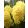 Hyacinthus Yellow Queen - Jácint